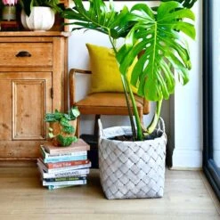 Grey Natural Basket Planter 36cm -Happy House Plants Sale Store 98bb8d b1364539e36f435284a3d3f739158c78 mv2
