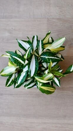 Dracaena Surculosa 'Milky Way' -Happy House Plants Sale Store 98bb8d b143d341b7b04aecbf915b6bdba65a60 mv2