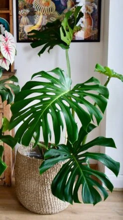 XXL Monstera Deliciosa - Elegant Stem Form -Happy House Plants Sale Store 98bb8d b162c167eea14f5092da4bb38ce8b1b2 mv2
