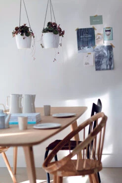 Scindapsus Pictus Trebie With A Brussels Hanging Planter -Happy House Plants Sale Store 98bb8d b2198667ac244ac4ae70d9c3b7e1f4b6 mv2 0c670330 ff5e 4626 877a 7741c78961c0