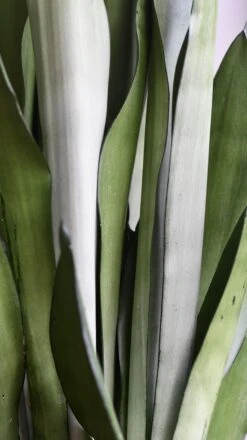 Sansevieria Trifasciata 'Moonshine' *Rare* -Happy House Plants Sale Store 98bb8d b27f1420a378475493849b2e0b988c42 mv2