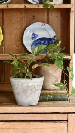 Syngonium Podophyllum Pink Splash Or Red Spot -Happy House Plants Sale Store 98bb8d b2d99d86a58c469abe505a575c0a691b mv2