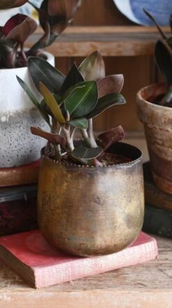 Black Velvet Jewel Orchid *rare* (Ludisia Discolor Black Velvet) -Happy House Plants Sale Store 98bb8d b33773d10fe84e4fa5dc6f99ff449346 mv2