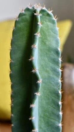 Small Cereus Peruvian (Blue Cactus) -Happy House Plants Sale Store 98bb8d b39fabbcbaea49d7bdcf002435827c53 mv2