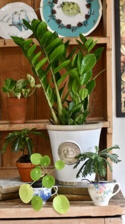 Zamioculcas Zamiifolia | ZZ Plant -Happy House Plants Sale Store 98bb8d b5a1cd912b5741128c46e1d23275bbd6 mv2