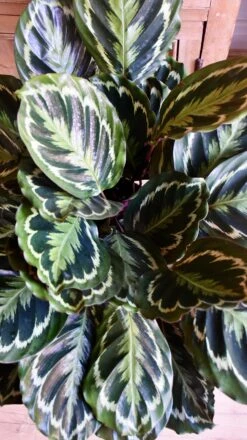 XL Calathea Roseopicta 'Medallion' -Happy House Plants Sale Store 98bb8d b62337bed3ca4f7380ff291d38885f6f mv2