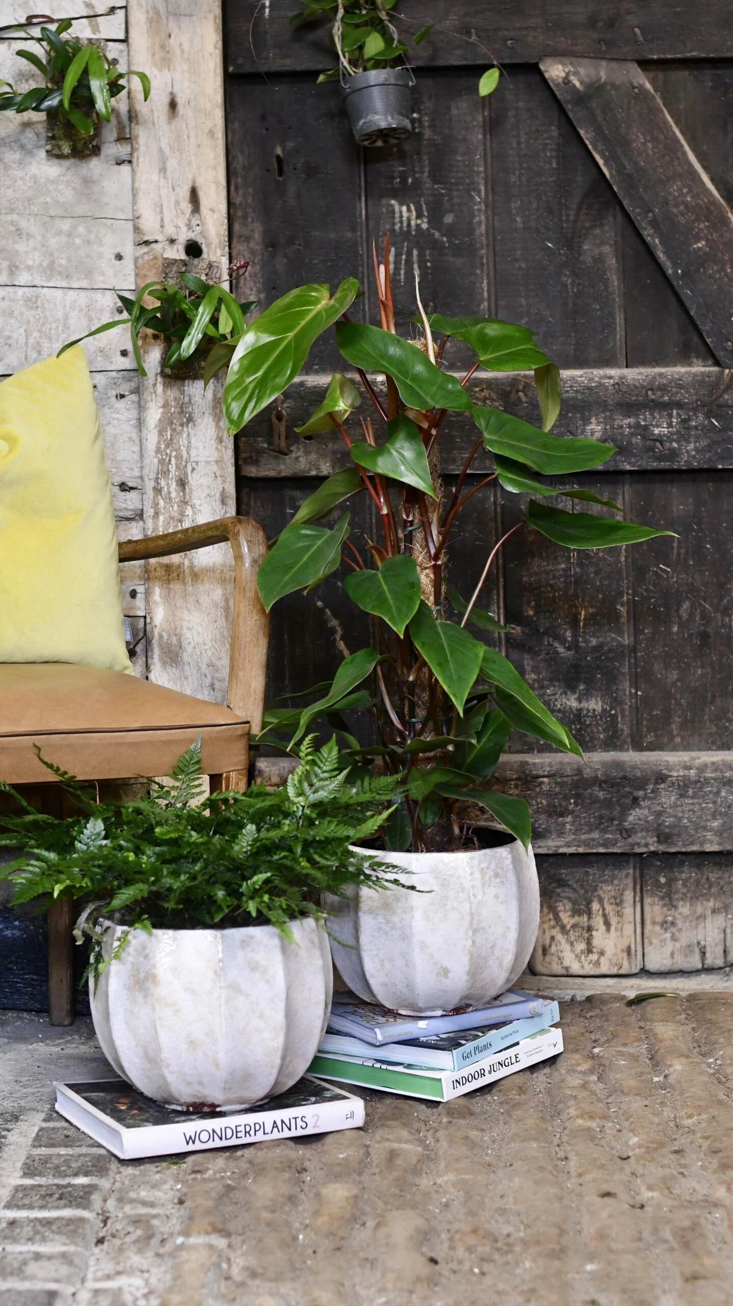 Philodendron Red Emerald 4 Philodendron Red Emerald - Image 4