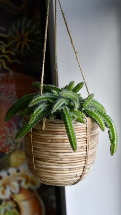 Selenicereus Validus -Happy House Plants Sale Store 98bb8d b74d81c8b4a644cf84033483f2e675a2 mv2