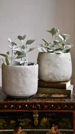 Kalanchoe Bracteata (Silver Teaspoons Plant) -Happy House Plants Sale Store 98bb8d b98fae4c226c4a9b855f0da66c377724 mv2