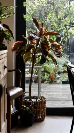 Ficus Pink Princess Tree -Happy House Plants Sale Store 98bb8d ba936b4fb92f4211983257f414a6b4c7 mv2