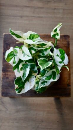 Scindapsus 'N'joy 6 Scindapsus 'N'joy -Happy House Plants Sale Store 98bb8d bb1b39cf048c405d8731f116c7bfe5b4 mv2