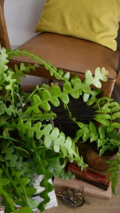 Extra Large Epiphyllum Anguliger (Fishbone Cactus, Ric Rac Cactus) -Happy House Plants Sale Store 98bb8d bbd92b2960864d8aa48cab84b0c6d446 mv2