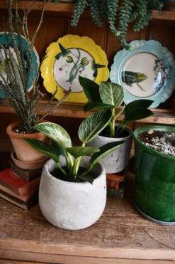 Philodendron Birkin - White Measure -Happy House Plants Sale Store 98bb8d bc48cf8fd46a403b9af2586484419e31 mv2