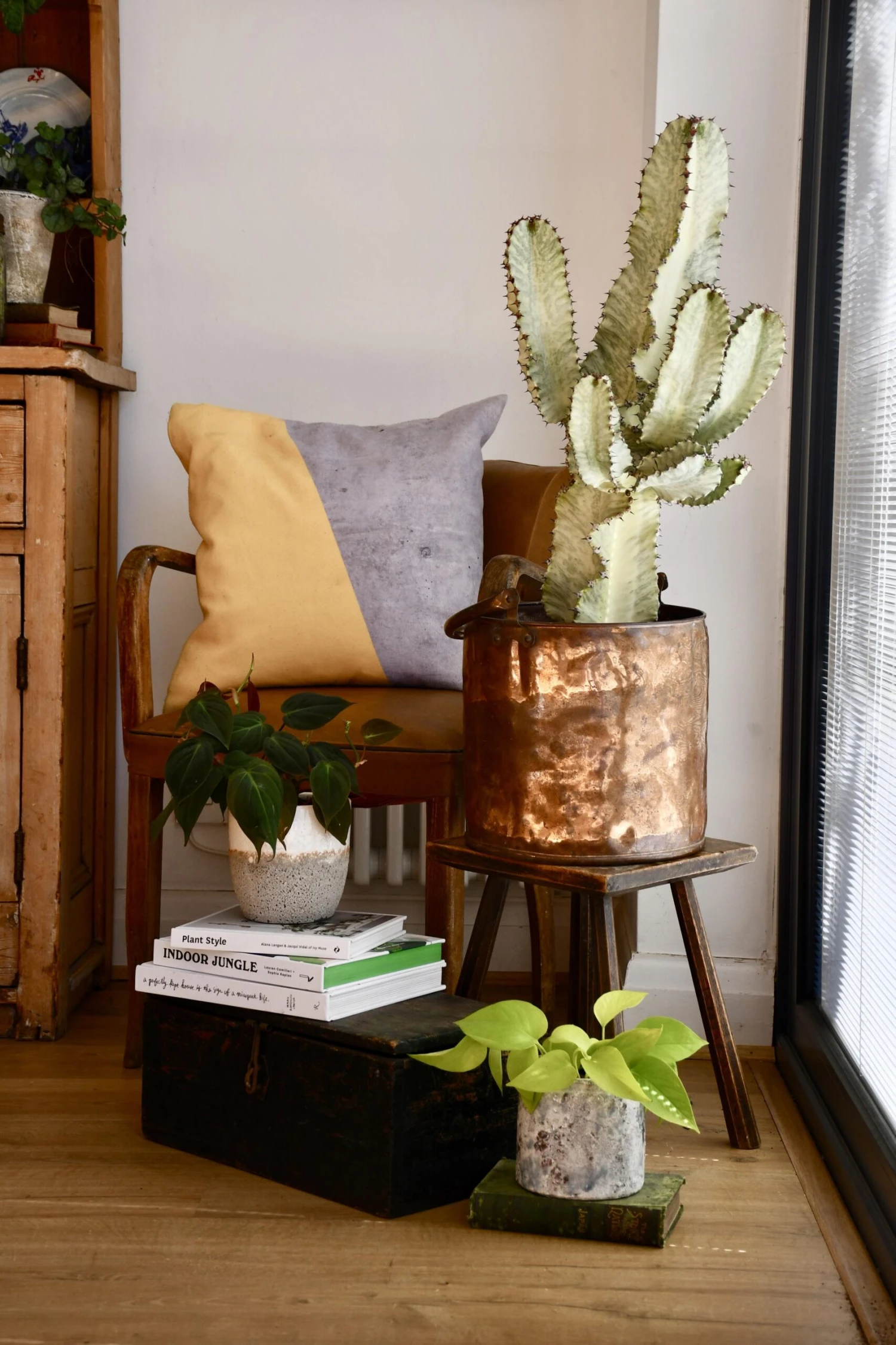 Euphorbia Ingens Variegata - Ghost Euphorbia 75cm 1 Euphorbia Ingens Variegata - Ghost Euphorbia 75cm