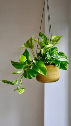 Scindapsus Marble Queen | Pothos | 30cm Hanging Pot Plant -Happy House Plants Sale Store 98bb8d bccaaa43c6d441dbb44a40f0e8d3828b mv2
