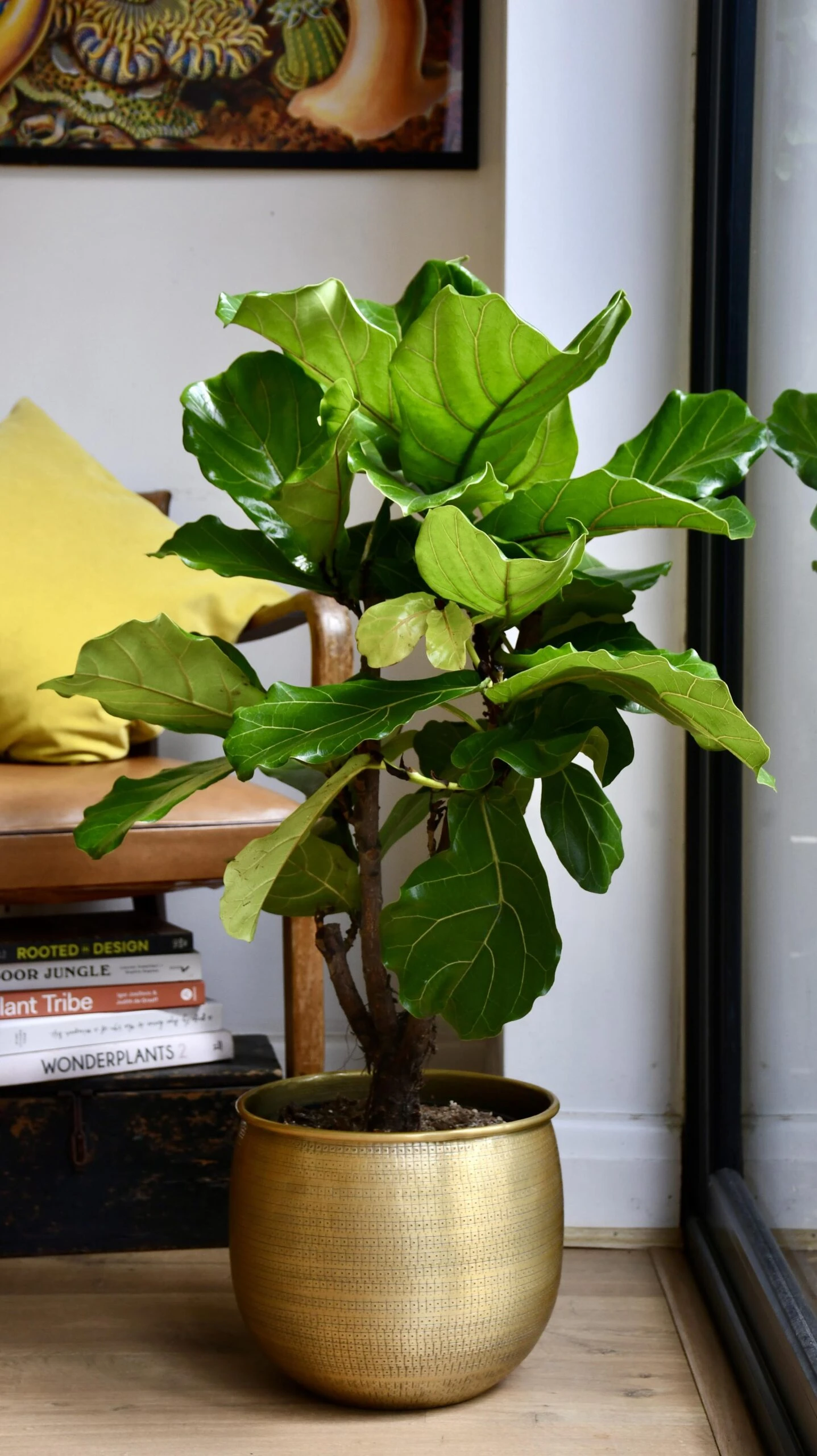 Fiddle Leaf Fig Tree | Ficus Lyrata 100cm 2 Fiddle Leaf Fig Tree | Ficus Lyrata 100cm - Image 2