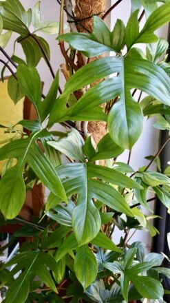 Philodendron Pedatum 5 Philodendron Pedatum -Happy House Plants Sale Store 98bb8d be1318e12d6c408792e6fa1025e644ca mv2