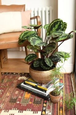 Calathea Veitchiana, Calathea Medallion, Prayer Plant -Happy House Plants Sale Store 98bb8d bf1fa2f56f564607bde8a773a383052d mv2 d 2848 4272 s 4 2