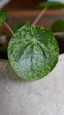 Pilea Mojito - Variegated Pilea Peperomioides *very Rare* -Happy House Plants Sale Store 98bb8d bfddbb17bd624e9499a0a54f16f41e8d mv2