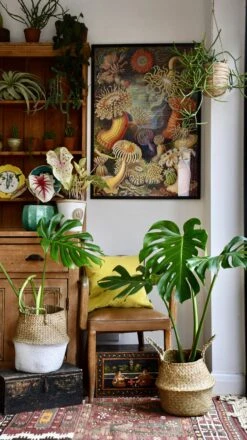 Medium Monstera Deliciosa (Elegant Stem Form) -Happy House Plants Sale Store 98bb8d c094eb5152e944ac97278dff2ed15b31 mv2