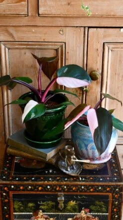Pink Princess Philodendron 9cm Pot 12 Pink Princess Philodendron 9cm Pot -Happy House Plants Sale Store 98bb8d c16c21e4150c4790bac425676c224a19 mv2
