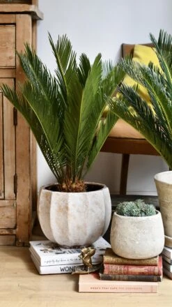 Cycas Revoluta - Sago Palm -Happy House Plants Sale Store 98bb8d c2368339c2f041bdbe4418a07b5988c9 mv2