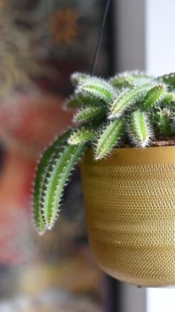 Selenicereus Validus -Happy House Plants Sale Store 98bb8d c25a2b0f799145c9aa9087829bc4b3c3 mv2