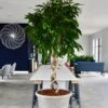 Ficus Amstel King 2.5m