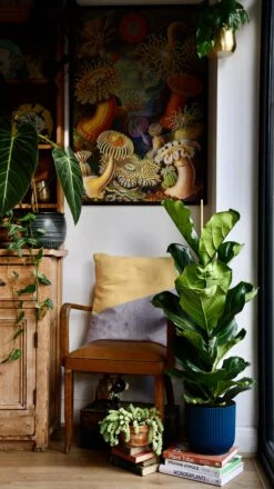 Fiddle Leaf Fig (Ficus Lyrata & Vibes Pot)