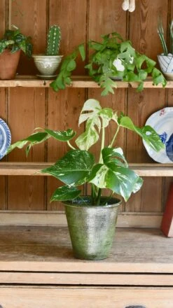 Variegated Monstera - Lots Of White Variegation 12cm X 40cm 16 Variegated Monstera - Lots Of White Variegation 12cm X 40cm -Happy House Plants Sale Store 98bb8d c40bc5cb5bbf4490b05f432599de695b mv2