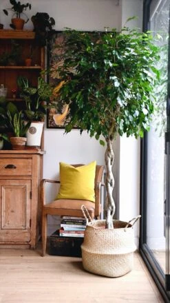 Weeping Fig Tree - Ficus Benjamina -Happy House Plants Sale Store 98bb8d c413d3a4f3d84389806fbe1f74143e78 mv2