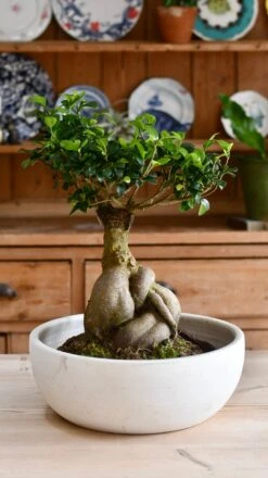 XL Ficus Retusa Or 'Ginseng'Bonsai Tree -Happy House Plants Sale Store 98bb8d c417b8bf7cb74ea5859af48fc57ddfa6 mv2