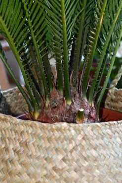Cycas Revoluta - Sago Palm -Happy House Plants Sale Store 98bb8d c4624c27005349848afc7dc1020c1a61 mv2 d 2848 4272 s 4 2
