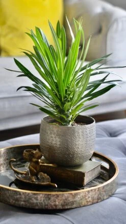 Pachypodium Lamerei | Madagascar Palm -Happy House Plants Sale Store 98bb8d c49948a6842841c09cd382a3201d3d94 mv2
