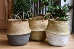 Grey Seagrass Planter -Happy House Plants Sale Store 98bb8d c4d8d9f9e0634dc18622571f51e326b6 mv2 d 4272 2848 s 4 2 cd4ea199 691d 47de 8845 1ac883e6cc79