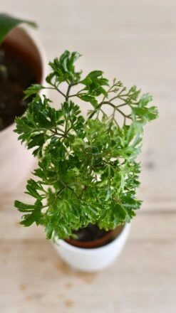 Baby Polyscias Ming Or Aralia Ming 7 Baby Polyscias Ming Or Aralia Ming -Happy House Plants Sale Store 98bb8d c539e7d66934462fbb92e0bd53cf305b mv2
