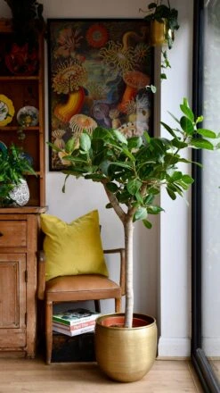 Ficus Benghalensis Audrey (Bengal Fig) -Happy House Plants Sale Store 98bb8d c59b260523774e7f86f2e3ed0cb93935 mv2