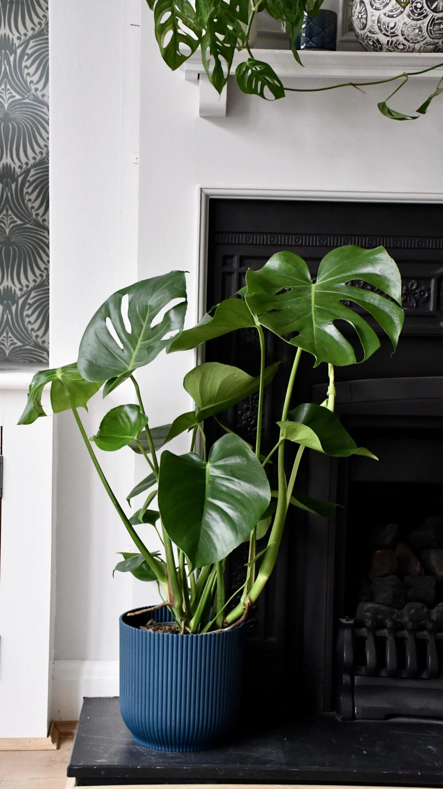 Large Monstera Deliciosa - Swiss Cheese Plant & Vibes Pot 3 Large Monstera Deliciosa - Swiss Cheese Plant & Vibes Pot - Image 3
