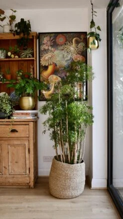 Polyscias Ming Or Aralia Ming -Happy House Plants Sale Store 98bb8d c5a2a3b1efd7495f8d3b70f92d1d25db mv2