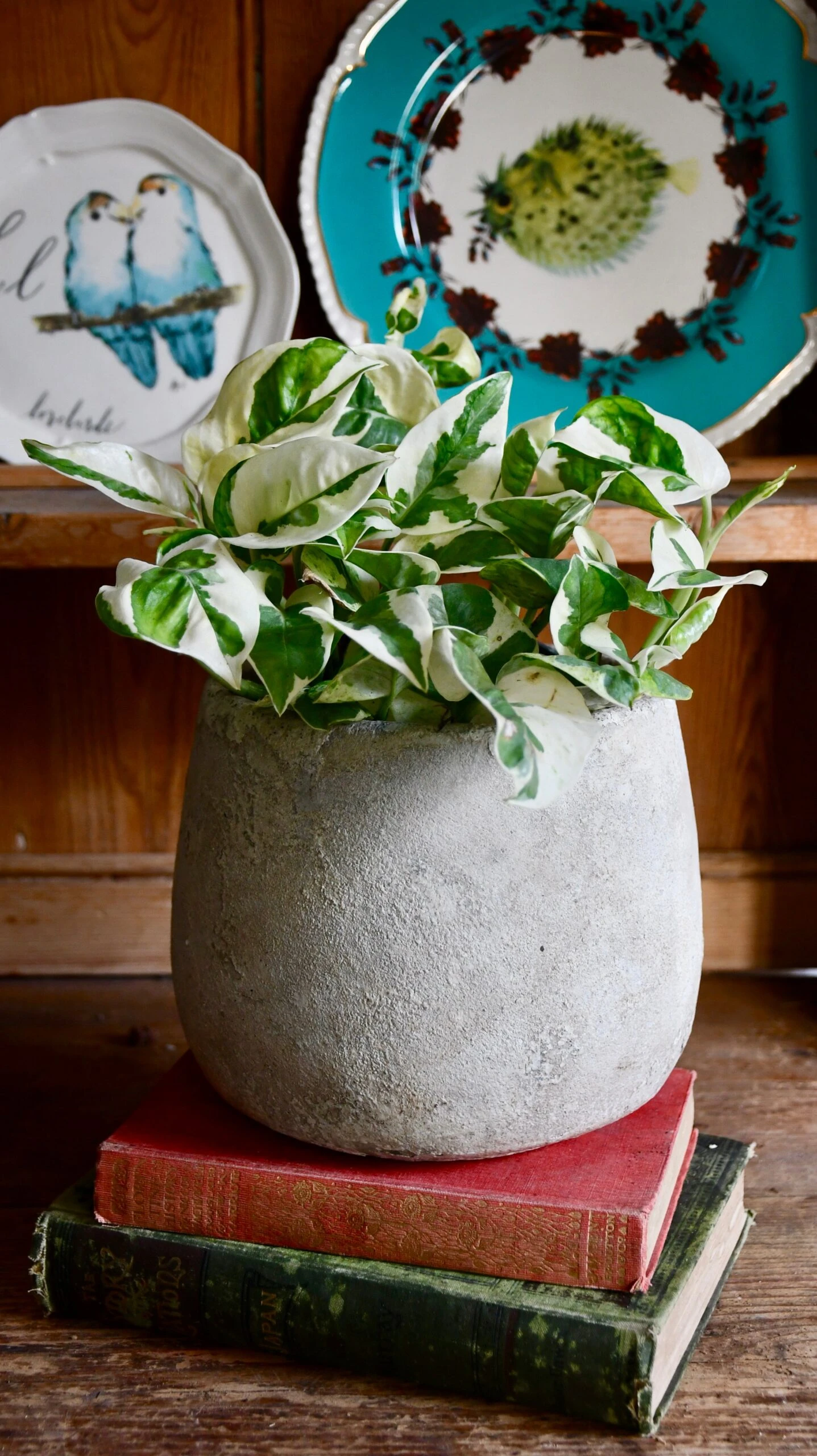 Scindapsus 'N'joy 2 Scindapsus 'N'joy - Image 2