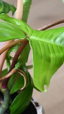 Philodendron Florida -Happy House Plants Sale Store 98bb8d c740ab81e2044afdb76d6fc4f549325b mv2
