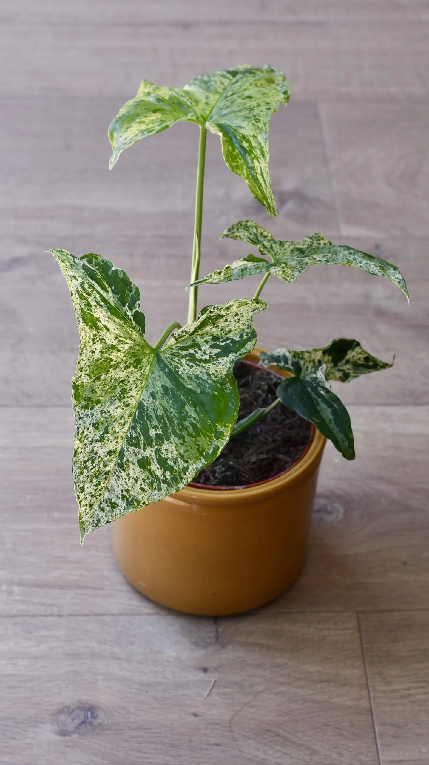 Syngonium Mottled | Mojito 5 Syngonium Mottled | Mojito - Image 5