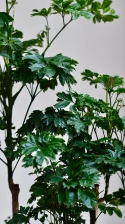 Polyscias Roble, Aralia Roble -Happy House Plants Sale Store 98bb8d c7ea889f9cff4a98b5d5db2ad1e3e7a9 mv2