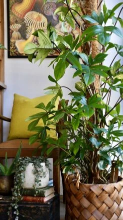 Philodendron Pedatum 7 Philodendron Pedatum -Happy House Plants Sale Store 98bb8d c836a7111fc24024b4ce110a89780660 mv2