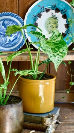 Syngonium Mottled | Mojito 10 Syngonium Mottled | Mojito -Happy House Plants Sale Store 98bb8d c8f527fd89ce45708af2b4587f72af53 mv2