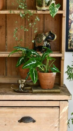 Syngonium Wendandii -Happy House Plants Sale Store 98bb8d ca32a5c950034fbca567853494f62525 mv2