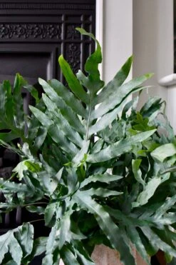 Phlebodium Aureum 'Blue Star Fern' -Happy House Plants Sale Store 98bb8d cb83f7b19a2c4cc99e278bae4dc04beb mv2 d 3193 4791 s 4 2 4cbab39c e66a 4b69 84a2 ad42e446130b