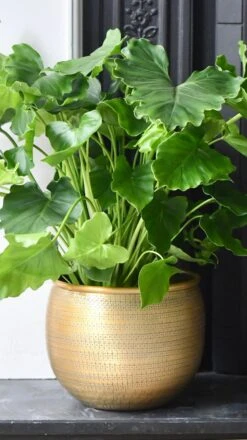 Philodendron Bipinnatifidum - Philodendron Hope -Happy House Plants Sale Store 98bb8d cc618a131d724f5fac3348849060ae17 mv2