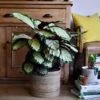 XL Calathea Rosea-picta Silvia