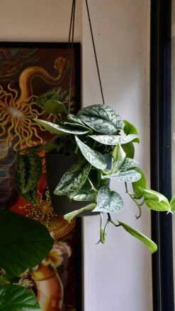 Brussels Hanging Basket 18cm -Happy House Plants Sale Store 98bb8d ce336173d3e449e990933930915fdf3e mv2